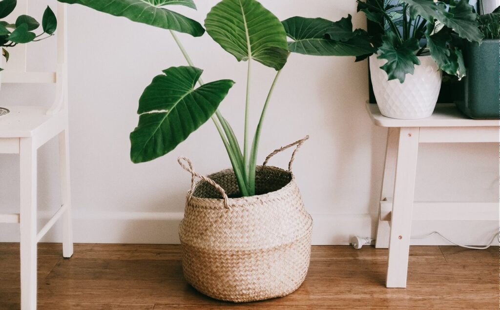 Jardinería en el hogar, ¿Por qué tener un rincón verde dentro de casa?